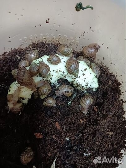 Улитки ахатины