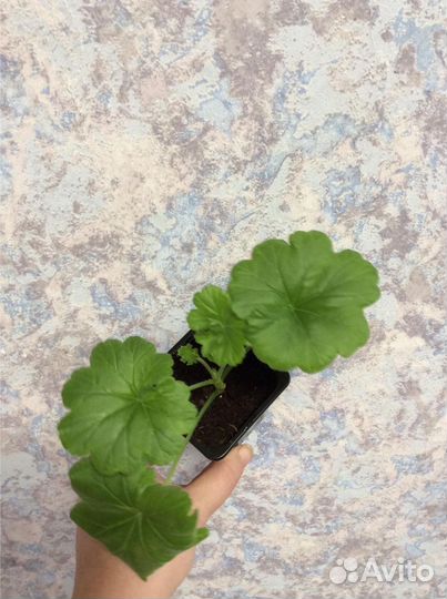 Пеларгонии набором