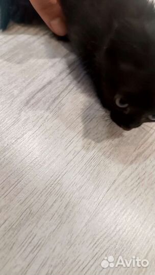 Котята в добрые руки бесплатно