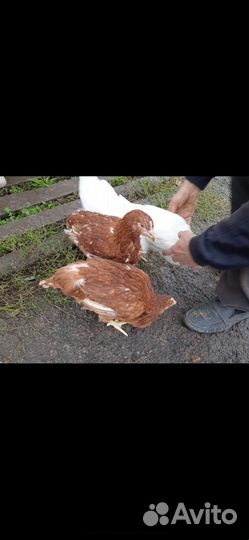 Молодые куры несушки