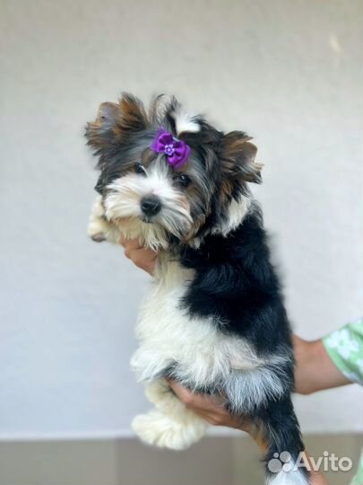 Щенки бивер йорка