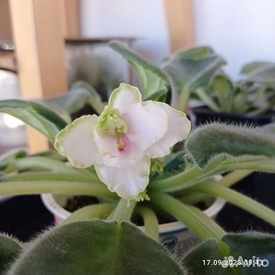 Фиалка, Каменная роза, Глоксиния