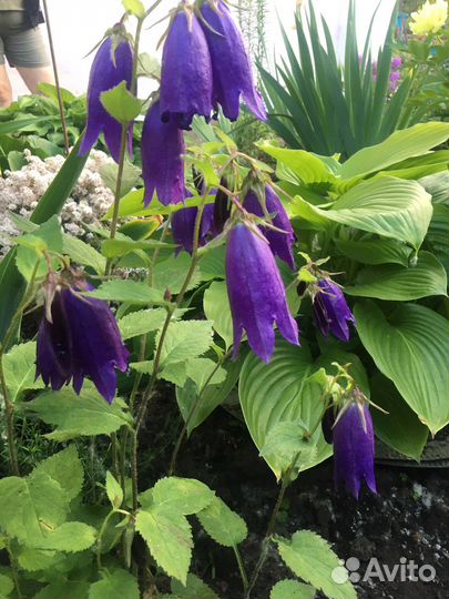 Садовые цветы и растения