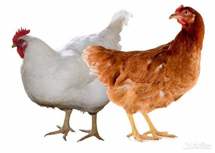 Курочка молодка, цыплята, утята