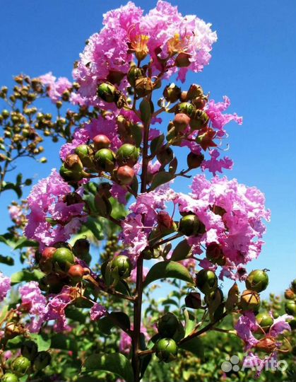 Лагерстремия