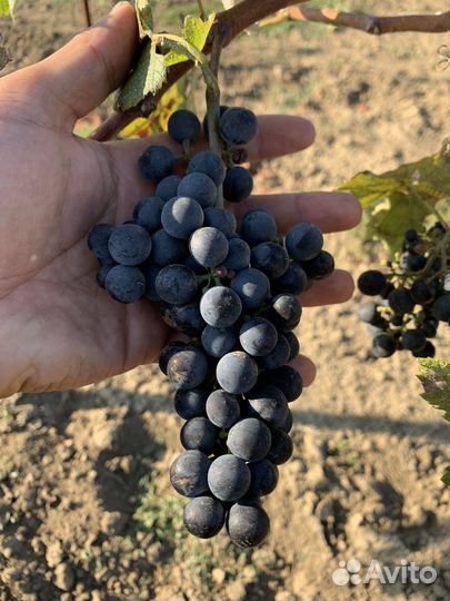 Винный виноград