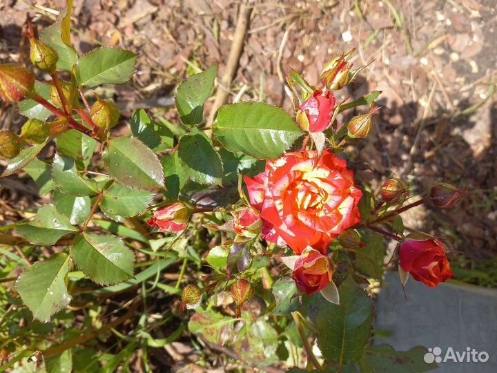 Роза не прихотливые