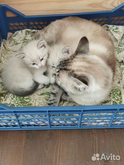 Милые котята