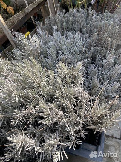 Лаванда, Роза, розы, туя, флокс, тимьян, чабрец