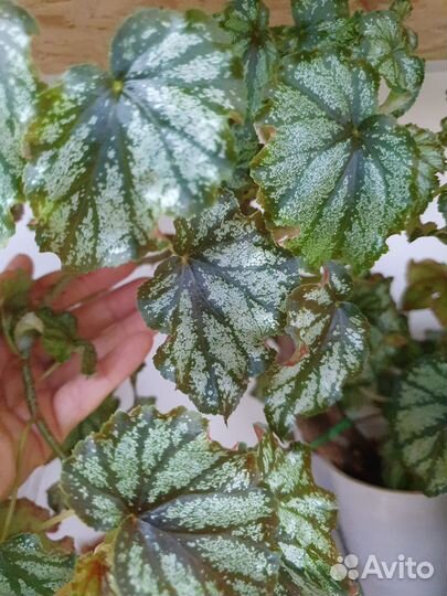 Бегонии и шеффлеры