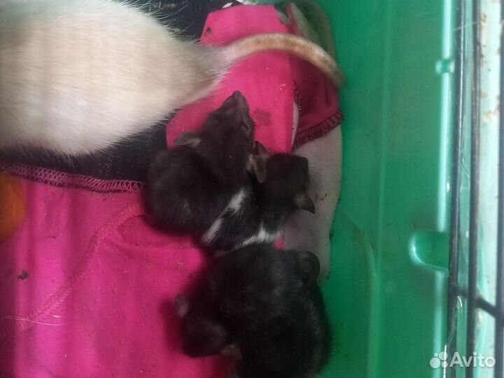 Декоративная крыса