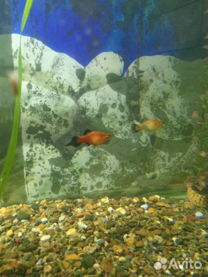 Рыбки аквариумные разные