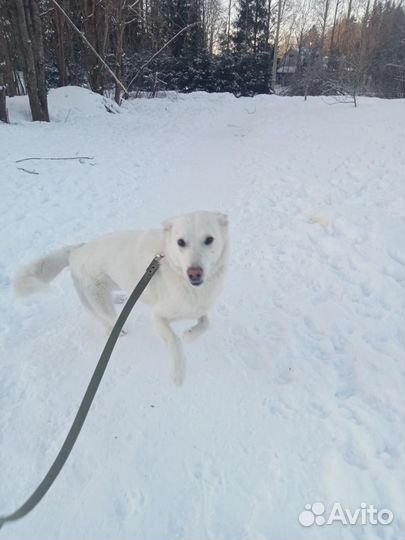 Белоснежная собака Луми ищет дом