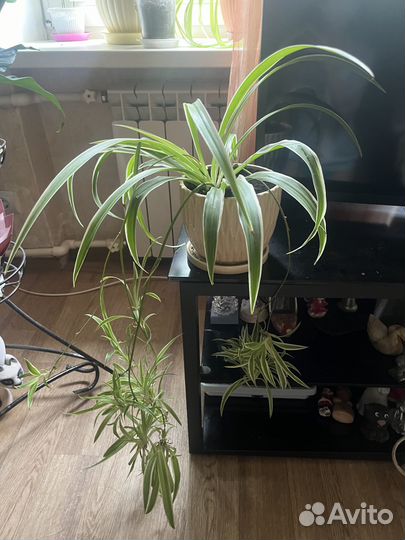 Комнатный цветок хлорофитум с горшком