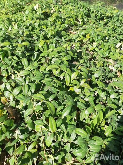 Барвинок растения садовое почвопокровное барвинок