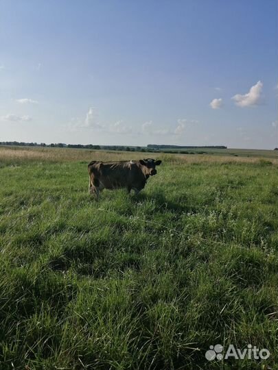 Корова дойная