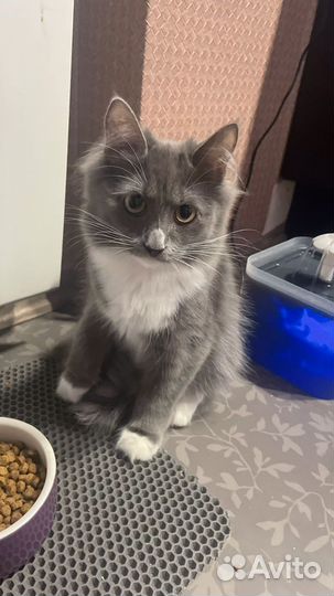 Девочка котенок ищет дом)