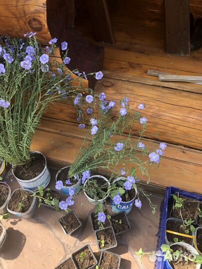 Садовые цветы многолетние