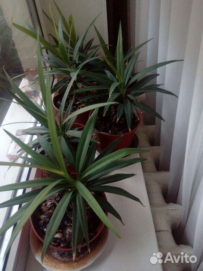 Пальма драцена