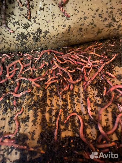 Червь Старатель