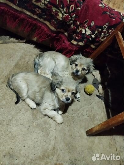 Щенки пекинеса