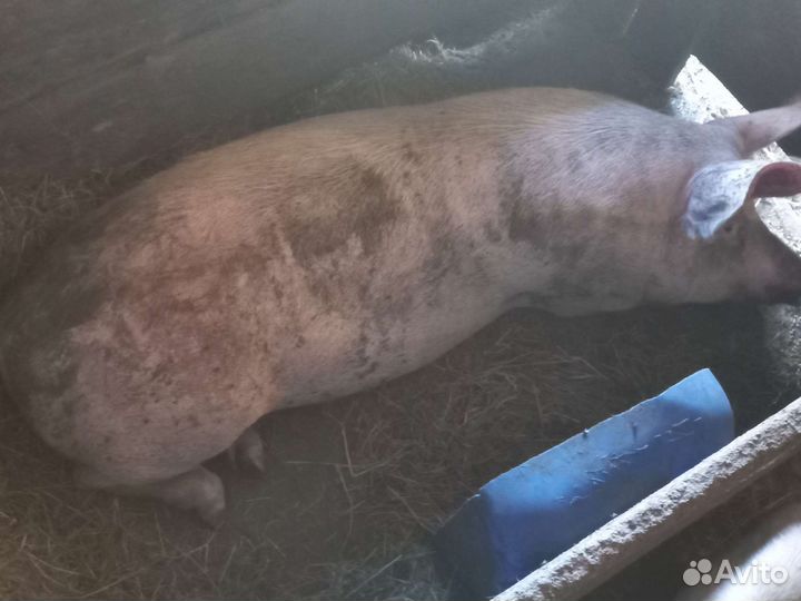 Продам хряка