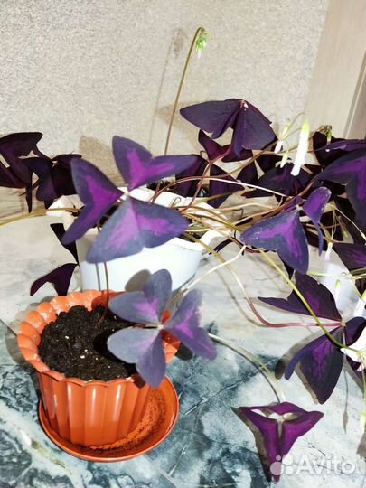 Кислица,оксалис