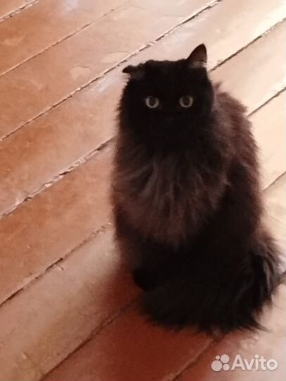 Кошки в добрые руки