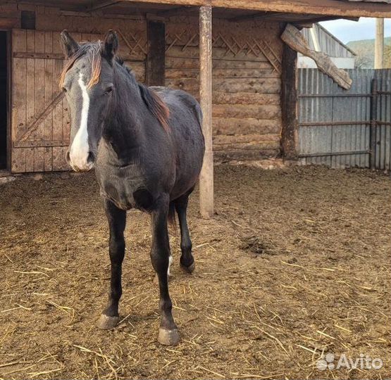 Лошадь жеребец