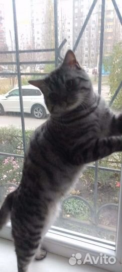 Шотландский кот вязка