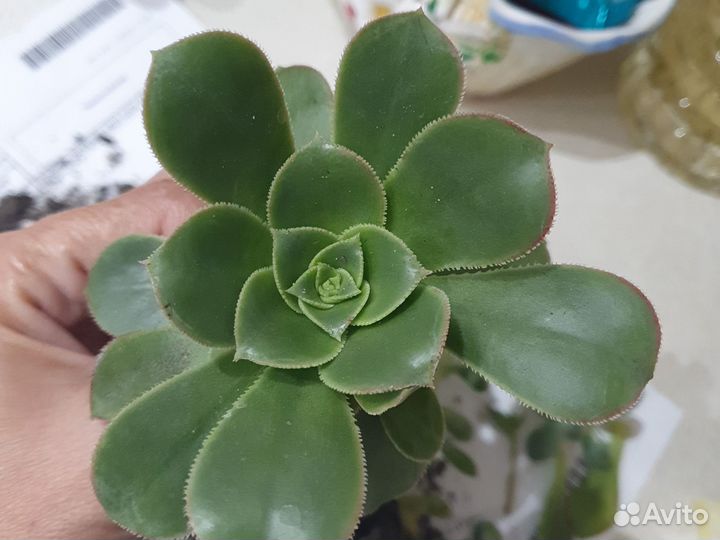 Суккуленты