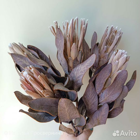 Экзотические сухоцветы. Протея. Банксия