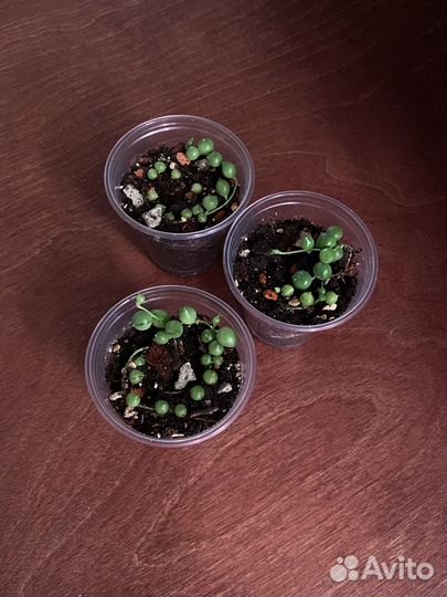 Комнатные растения3