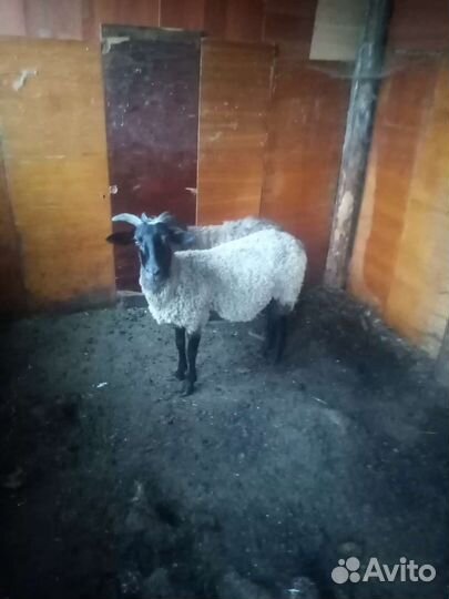 Овцы бараны