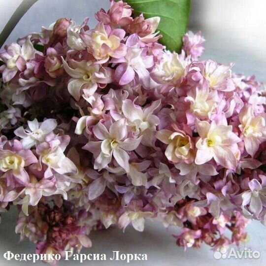 Сирень сортовая в ассортименте