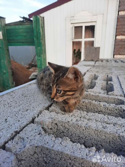 Котёнок бенгал