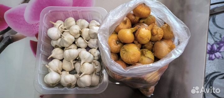 Лук и чеснок