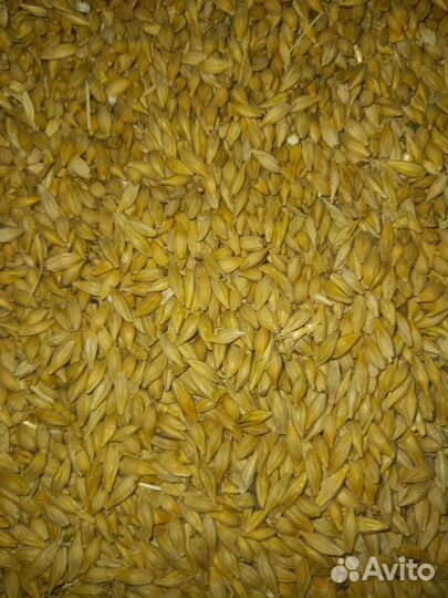 Зерно Пшеница Ячмень Комбикорм доставка