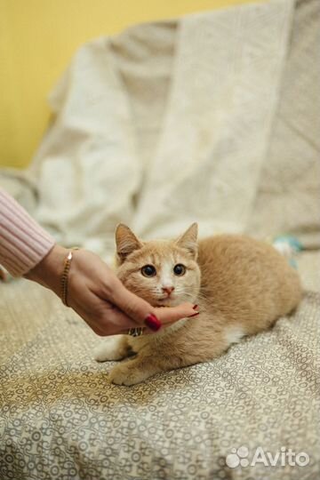Котенок (девочка) в добрые руки