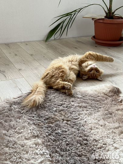 Зоогостиница, догситтер, передержка, Комсомольская