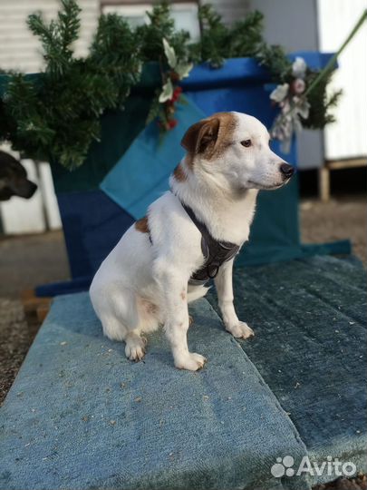 Удивительный щенок в дар