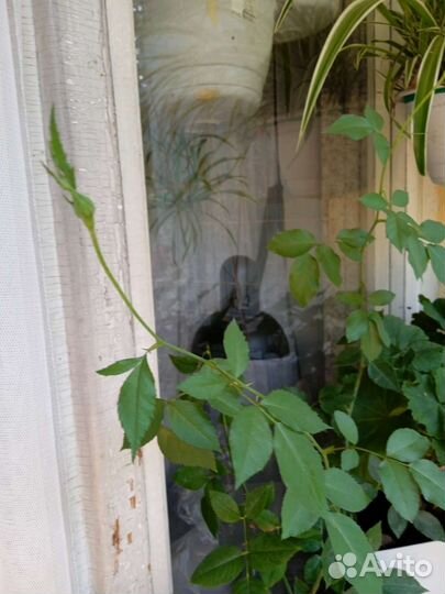 Бенгальская роза взрослая