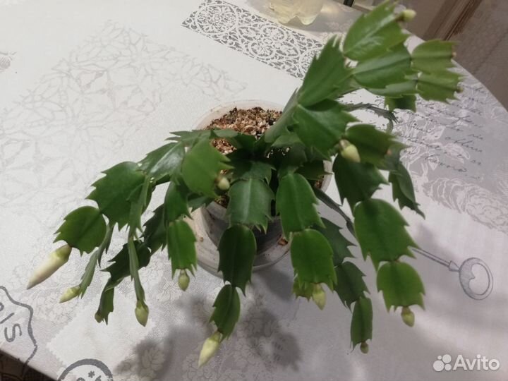 Декабрист шлюмбергера