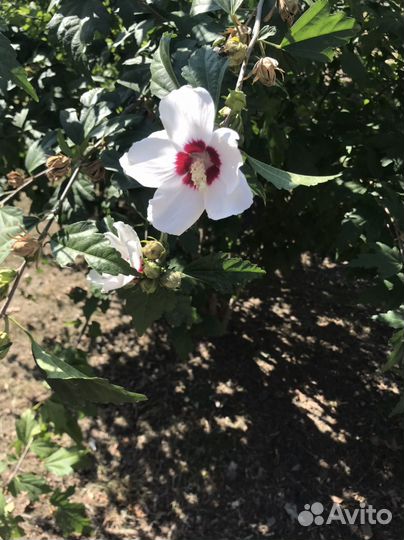 Гибискус сирийский семена