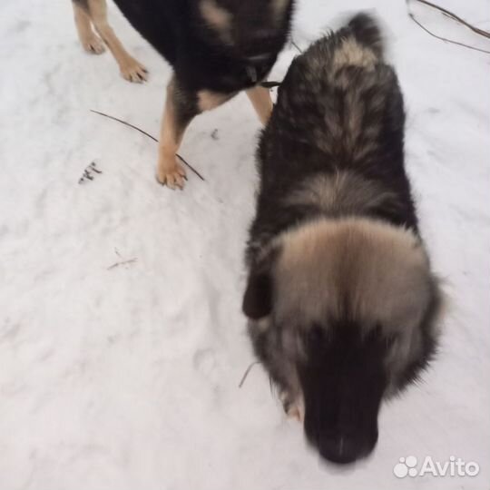 Собаки ищут дом, семью