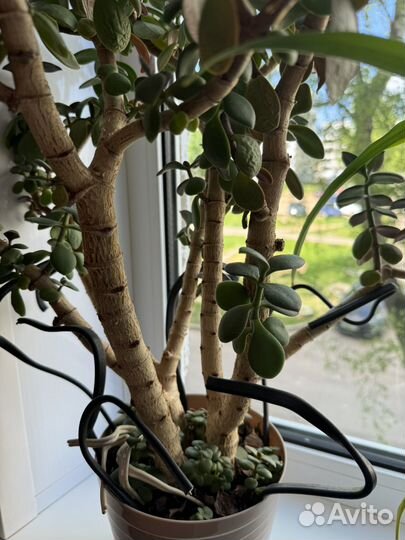Денежное дерево / толстянка / крассула