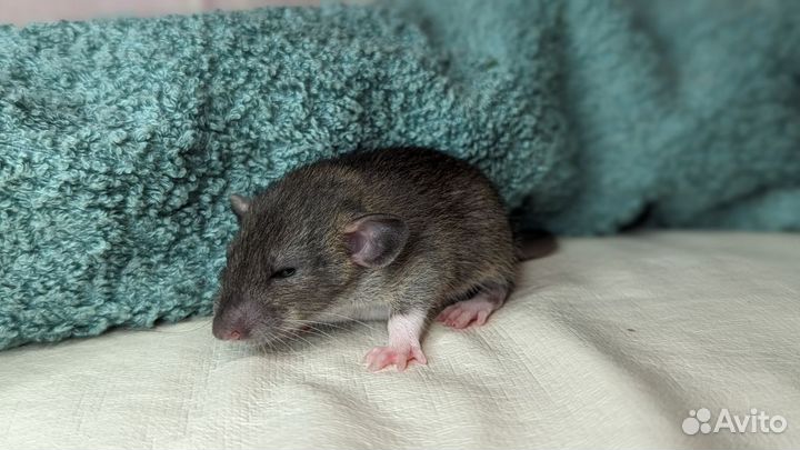 Декоративные крысята