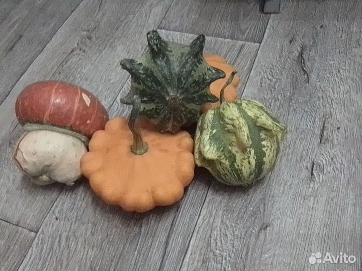 Семена декоративной тыквы