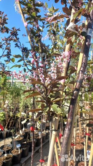 Яблоня декоративная