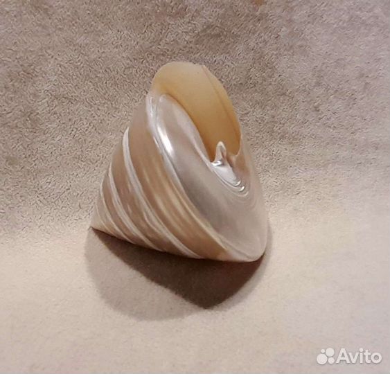 Морские ракушки раковины